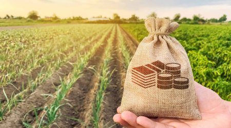 Marketlər fermerdən 50 qəpiyə aldığını 2 manata satır - SƏBƏBLƏR