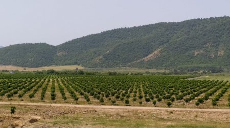 Torpaq sahələrinizi satmayın! – “Tezliklə elə bir şey olacaq ki…”