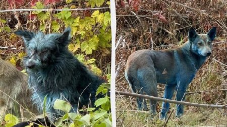 Çernobılda mavi itlər peyda oldu – FOTO