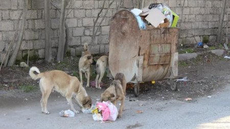 Bakıda küçə itinə yemək verən qadın DÖYÜLDÜ