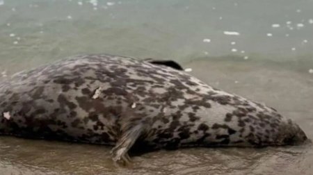 Xəzər sahilində suiti cəsədləri AŞKARLANDI