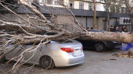 Bakıda irigövdəli ağac maşının üzərinə AŞDI