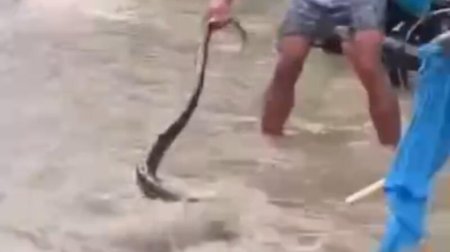 Filippində 5 metrlik piton belə xilas edildi – VİDEO