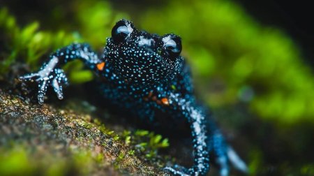 Fotoqraflar nadir qurbağaların ölümünə səbəb oldular &ndash; FOTO