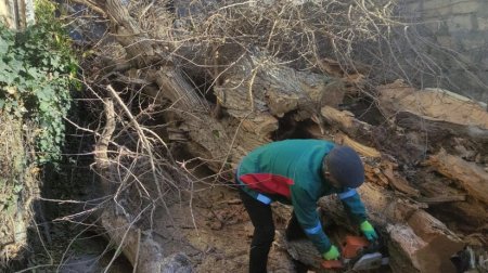 Bakıda güclü külək nəticəsində aşan ağacın fəsadları aradan qaldırıldı - FOTO