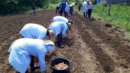 Azərbaycanda yetişən bu bitki qızılı geridə qoyur... - Əkən zəngin olur