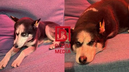 Bilgəhdə tapılan xaski sahibini AXTARIR - FOTO/VİDEO