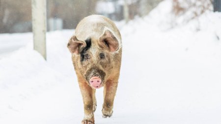 Rusiyada donuzlar şəhəri &ldquo;işğal etdi&rdquo; &ndash; FOTO