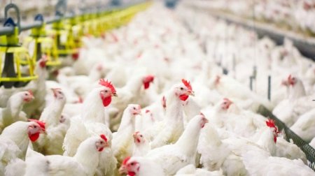 Ekspertlərdən quş əti bazarındakı qiymət artımı ilə bağlı AÇIQLAMA