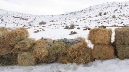 Naxçıvanda çöl heyvanları üçün biotexniki tədbir təşkil olundu