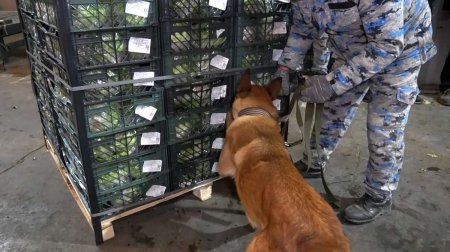 Gömrükdə ƏMƏLİYYAT: İrandan Rusiyaya aparılan "kahı"da narkotik aşkarlandı &ndash; FOTO/VİDEO