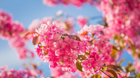 Mart ayının HAVASI: 28 dərəcə isti olacaq &ndash; RƏSMİ