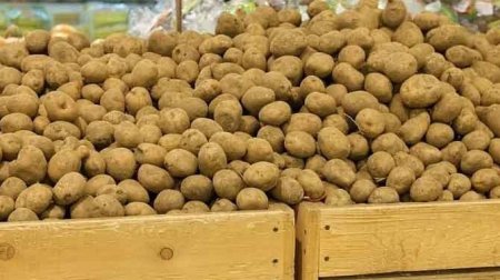 &ldquo;Gədəbəy kartofu&rdquo; adı ilə satılsa da, bu ölkələrdən gətirilir... &ndash; DETALLAR