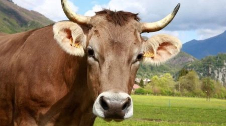 Yevlaxda inəklər gənc qadına hücum etdi - ÖZƏL