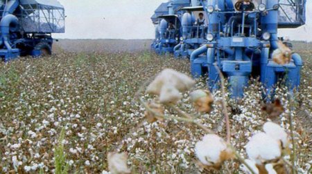 Azərbaycan pambıq ipliyi istehsalını artırıb