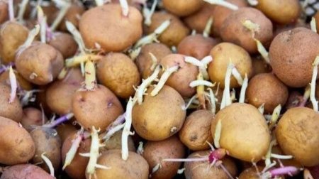 Tək vasitə ilə aylarla təzə qalacaq: Kartof xərclərinə son qoyan sirr