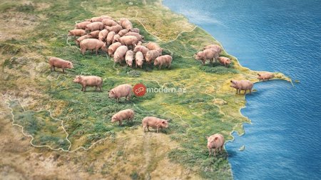 Azərbaycanda donuzlar çoxalır &ndash; Bölgələr üzrə RƏQƏMLƏR