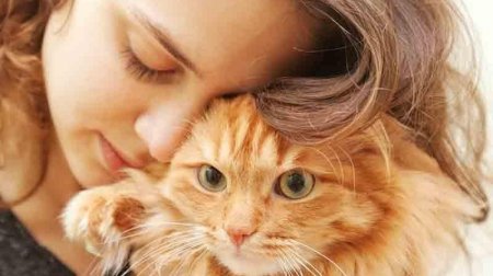 Tək cızıq kifayətdir: Pişiklərdən insanlara keçən göbələk növü aşkar edildi