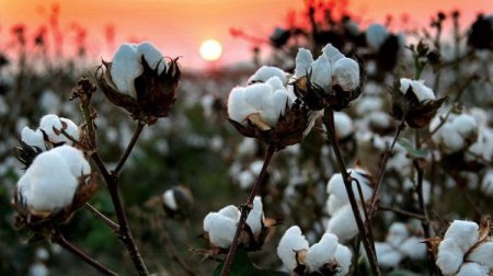 Azərbaycan pambıq ixracından qazancını kəskin ARTIRIB