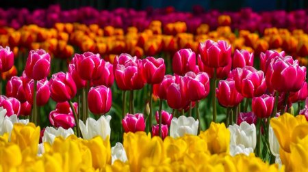 Bakı bulvarı dağlalələri ilə yenidən rəngə boyandı - FOTOlar