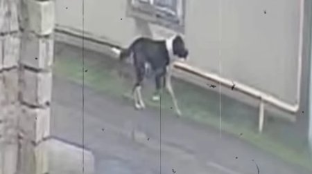 Mərdəkanda sahibsiz it səkkiz nəfərə hücum edib - Sakinlər təşviş içində - VİDEO