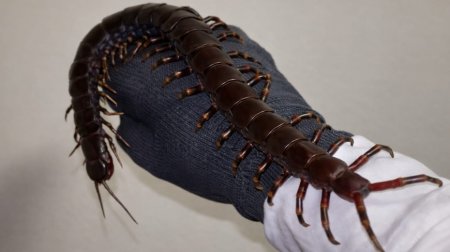 Dünyanın ən böyük çoxayaqlısı: İnsan üçün təhlükəlidir