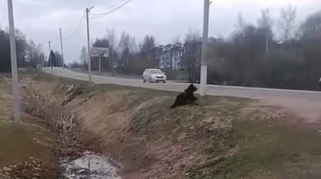 Küçədə gəzən ayı kameraya düşdü &ndash; VİDEO