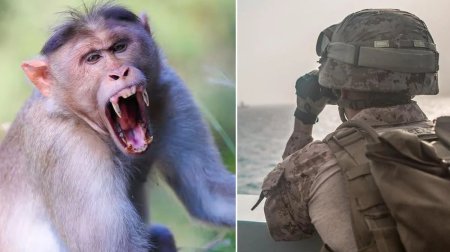 Hörmüzə doğru yola çıxmışdı &ndash; Meymunun hücumuna MƏRUZ QALDI