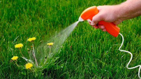 Kimyəvi maddə istifadə etmədən alaq otlarını yox edən sadə üsul