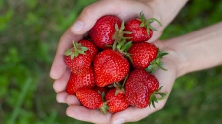 Üzərində bu ləkə olan çiyələyi ALMAYIN &ndash; Zəhərlənə bilərsiniz