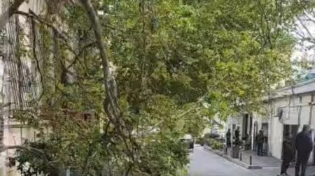 Bakının mərkəzində qırılan ağac təhlükəli vəziyyət yaratdı - VİDEO