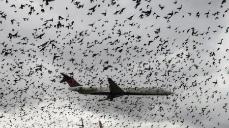 Sərnişin təyyarəsi havaya qalxdıqdan dərhal sonra quş dəstəsi ilə toqquşdu