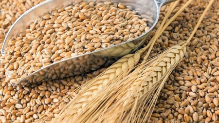 Buğda qiymətləri ilə bağlı KRİTİK PROQNOZ