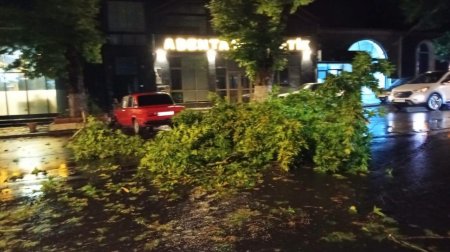 Zaqatalada güclü leysan və külək: İrigövdəli ağac yola aşdı - FOTO