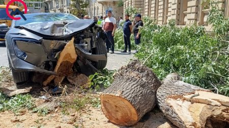 Bakının mərkəzində sükanı bloklanan maşın ağaca çırpıldı &ndash; FOTO