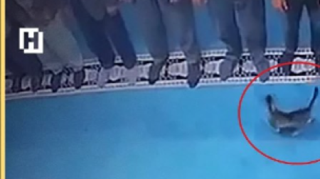 Məsciddə namaz vaxtı pişiyi təpiklədi, həbs olundu - VİDEO