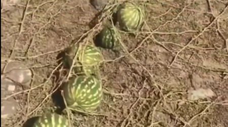 Qəbiristanlıqda gördükləri onu heyrətləndirdi &ndash; Video