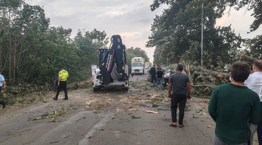 Cəlilabadda ağac avtomobilin üzərinə aşdı - FOTO/VİDEO
